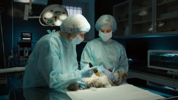 Les Chirurgiennes Uniformes Préparent Chat Domestique Pour Chirurgie Sur Table — Video