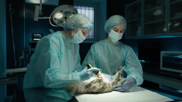 Veteriner Doktor Hemşire Kedilerin Karnını Ameliyat Odasında Tıraş Ediyorlar Kadın — Stok video