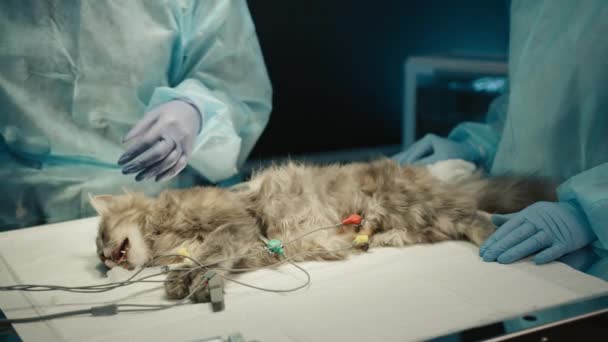 Nahaufnahme Tierarzt Und Krankenschwester Die Narkose Für Kranke Katze Der — Stockvideo