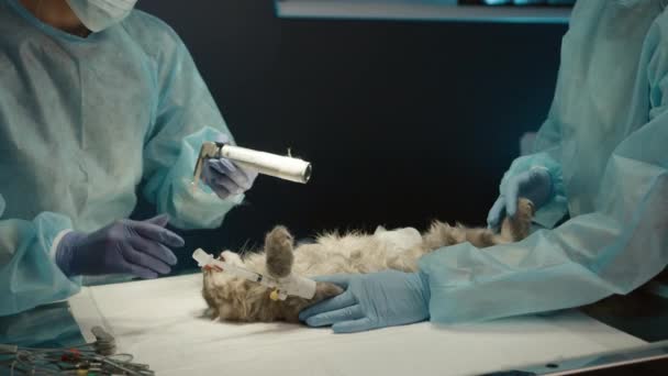 Chirurgický Lékař Dělá Anestezii Pro Kočky Před Operací Veterinární Klinice — Stock video
