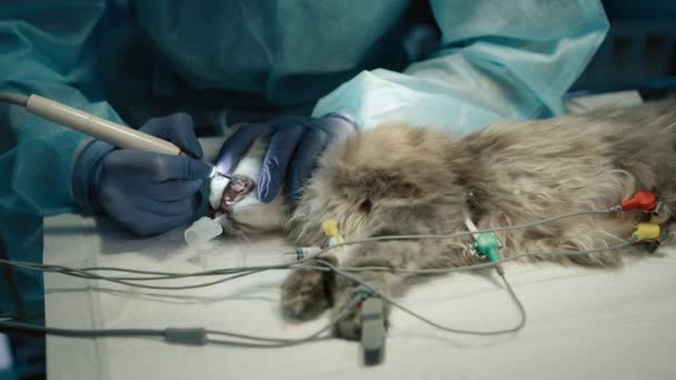 Dokter Gigi Menutup Melakukan Pembersihan Higienis Gigi Kucing Bawah Anestesi — Stok Video