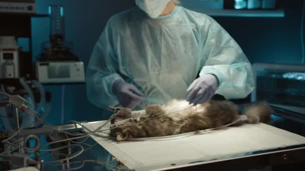 獣医クリニックでの手術前に猫の世話をする獣医 動物病院の麻酔の下で手術台の上に横たわっている家畜 手術室で子猫を治療する外科医 — ストック動画