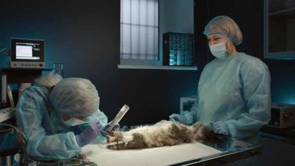 Ветеринарний Анестезіолог Єднує Кота Апаратом Анестезії Ветеринарній Клініці Домашня Кішка — стокове відео