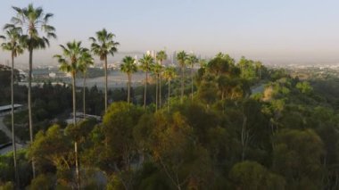 Hollywood tepelerinde palmiyeler manzaralı Los Angeles şehir merkezi manzaralı altın gündoğumunda. Kaliforniya ABD hava seyahati turizm görüntüsü. Uzun yeşil palmiye gövdeleri arasında uçan drone.