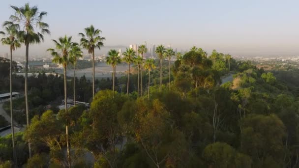 Palms Hollywood Hills Scenic Los Angeles Downtown Panoramic View Golden — Stock Video