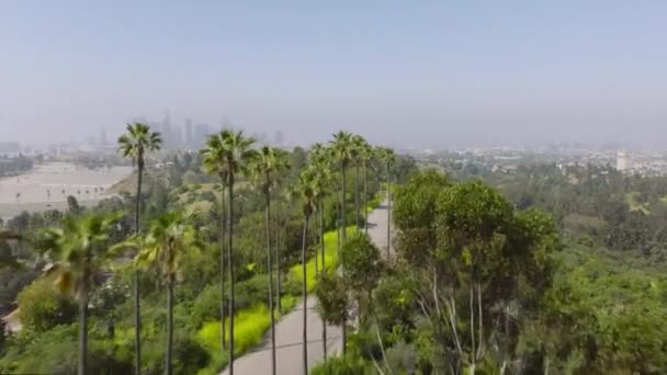 高い緑のヤシの木が並ぶ道路の上を飛行するドローン パノラマビュー カリフォルニア州ロサンゼルスのダウンタウンの景色を望むハリウッドの丘の上の黄金の日の出のパーム4K — ストック動画