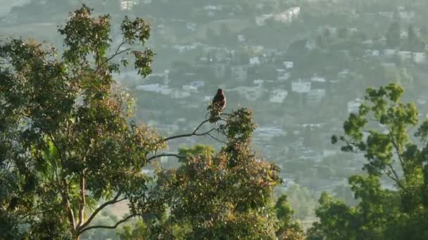 Эпическая Воздушная Съемка Большого Краснохвостого Ястреба Сидящего Дереве Голливудскими Холмами — стоковое видео
