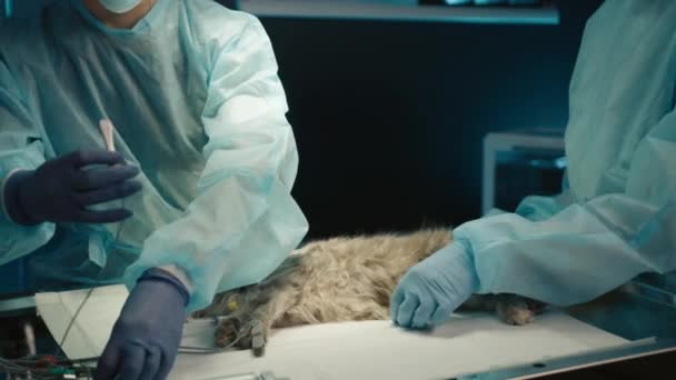 Žena Chirurg Zdravotní Sestra Ošetřující Kočku Před Operací Chirurgickém Stole — Stock video