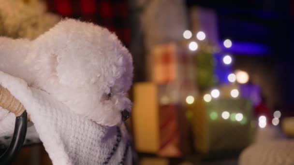 火の暖炉で椅子でリラックスする超かわいいビコンフレイズ品種の犬の近く クリスマスに飾られたリビングルームで寝る愛らしい白いふわふわの犬 ホリデーバックRedカメラショット4K — ストック動画