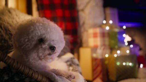 Arka Plandaki Sandalye Şöminesinde Dinlenen Bichon Friz Köpeğinin Portresini Yakından — Stok video