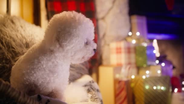 可爱的白色绒毛狗在舒适的小木屋客厅 圣诞假期背景红色相机拍摄4K Bichon幼犬品种的特写 背景在椅子壁炉上悠闲自在 — 图库视频影像