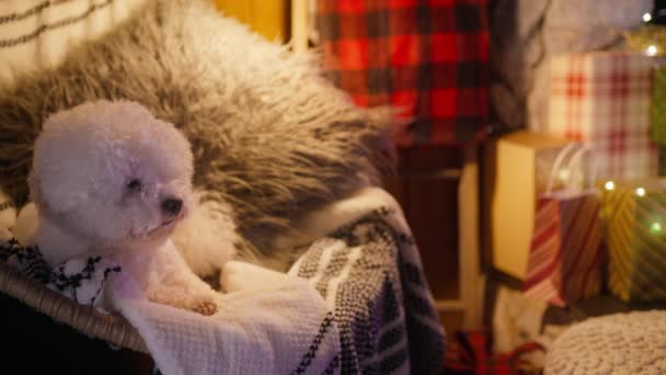 圣诞假期背景红色相机拍摄4K 近景肖像画比雄小牛品种的狗放松在椅子上 舒适小木屋客厅里可爱的白色绒毛狗 — 图库视频影像