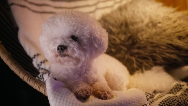 Close Adorable Bichon Frise Breed Doggy Relaxing Chair Fluffy Pillow — Stock Video