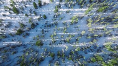 Spruce Ormanı 'ndaki karlı çam ağaçlarının soğuk sabahları drone çekimi. 4K dağlarındaki çam ormanlarının havadan görünüşü. Sierra Nevada, ABD 'deki ormanın en iyi manzarası. Güneşli kış gününde güzel orman