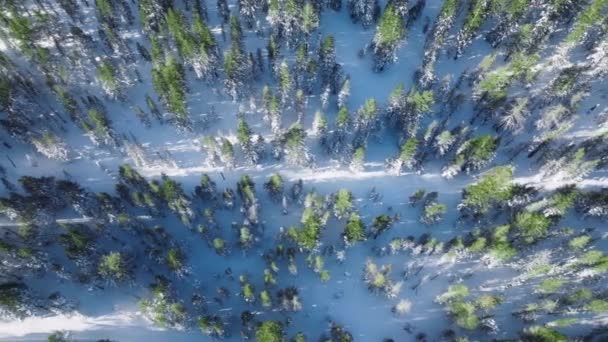 美丽的森林在阳光明媚的冬日 寒冷的早晨 云杉林中的雪松树梢拍了一针 高山4K地区松树林的空中景观 美国内华达山脉森林的俯瞰 — 图库视频影像
