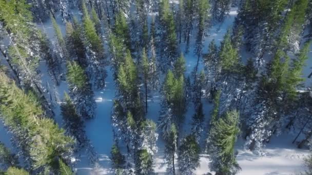 Aerial View Pine Forest High Mountains Drone Forest Sierra Nevada — Stock Video