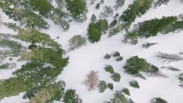 Зимний Сезон Снежный Горный Лес Воздушный Выстрел Живописный Зимний Природный — стоковое видео