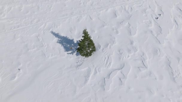 필드의 중간에 자라는 외로운 소나무 풍경입니다 화창한 나무의 아래로 항공기 — 비디오