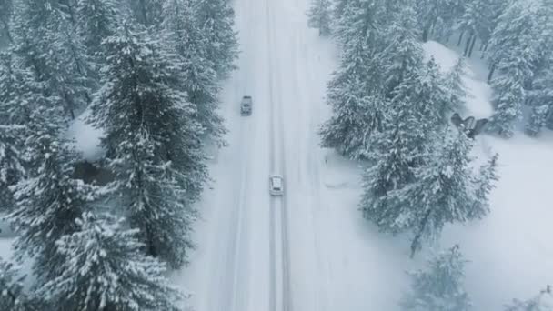 雪に覆われた冬の日には雪が降る雪の吹雪の天気の空中ビュー 雪に覆われた森で車を運転する雪の白い冬 凍った森と高級セダンを通る道 マンモス湖4K — ストック動画