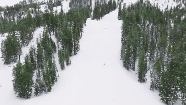 Luftaufnahme Skigebiet Piste Mit Snowboardern Immergrünen Fichtenwald Mit Grünen Kiefern — Stockvideo