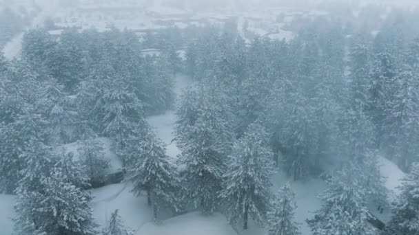 Hófákkal Borított Lucfenyő Erdő Mozgó Köd Vagy Felhő Légi Felvétel — Stock videók