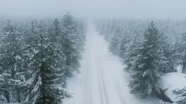 Letecký Pohled Zamrzlou Ledovou Cestu Uprostřed Zasněžených Stromů Zasněženého Lesa — Stock video