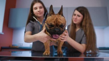 Veteriner ve hemşire klinikte evcil köpekle ilgileniyor. Kadın doktor köpeklerin nefesini kontrol etmek için steteskop kullanıyor. Veterinerlik uzmanları kabinedeki inceleme masasında Fransız bulldog 'unu tedavi ediyorlar.