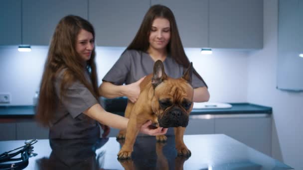 Modern Klinikteki Fransız Bulldoglarıyla Ilgilenen Veteriner Uzmanları Veteriner Asistan Hayvan — Stok video
