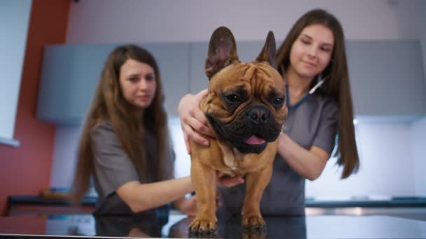 Veterinarias Haciendo Chequeo Bulldog Francés Con Estetoscopio Clínica Médicos Veterinarios — Vídeos de Stock