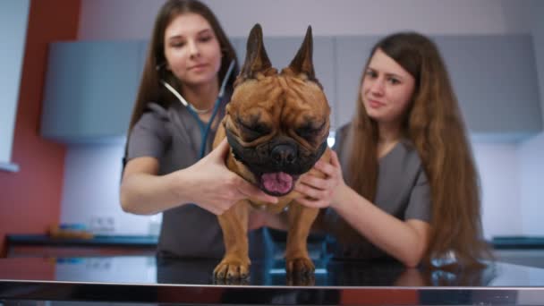 Veteriner Hemşire Klinikte Evcil Köpekle Ilgileniyor Kadın Doktor Köpeklerin Nefesini — Stok video