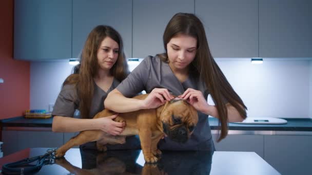 Dos Médicos Veterinarios Tratando Bulldog Francés Mesa Examen Veterinaria Enfermera — Vídeos de Stock