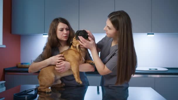Veterinaria Enfermera Revisando Dientes Bulldog Francés Hospital Animal Médico Veterinario — Vídeos de Stock
