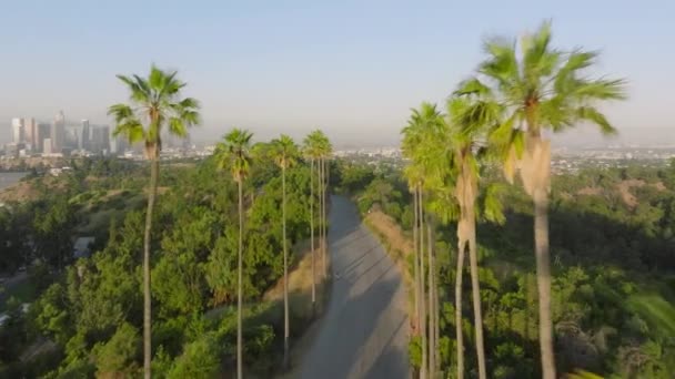 Widok Wysokich Malowniczych Zielonych Palm Przechodzących Przez Słoneczne Błękitne Niebo — Wideo stockowe