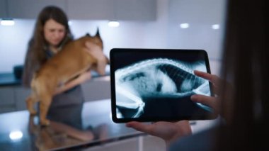 Röntgen filminde kadın veteriner görünümlü hayvan kemikleri. İş yerinde dijital tablet kullanan veteriner uzmanı. Doktor ve hemşire köpek sağlığını değerlendiriyor. Veterinerler veteriner kliniğinde Fransız Bulldog 'unu tedavi ediyorlar. 