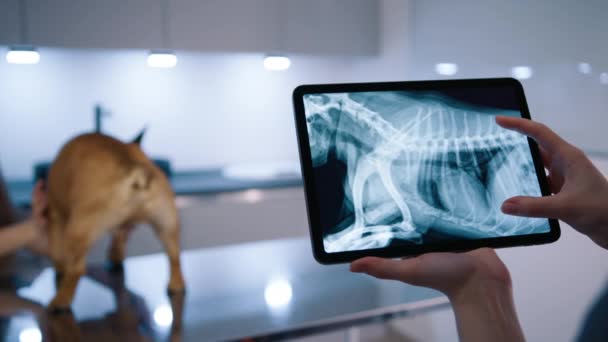 兽医在现代诊所的数字平板电脑上查看狗的X光图像 女助手在兽医医院对家畜进行检查 兽医检查法国斗牛犬骨骼 — 图库视频影像