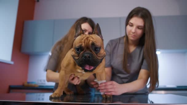 Especialista Veterinario Poniendo Vendaje Bulldog Francés Después Una Lesión Pierna — Vídeos de Stock