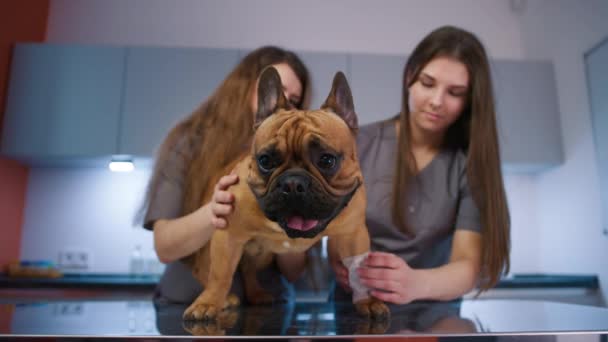 Veterinaire Arts Wikkelt Hondenbeen Met Verband Een Moderne Kliniek Dierenspecialist — Stockvideo