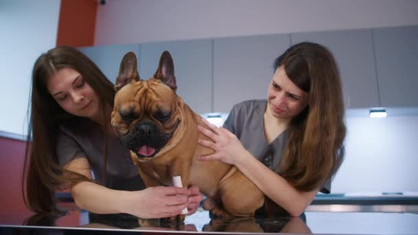 Eläinlääkärit Tutkivat Ranskan Bulldogin Jalkaa Nykyaikaisella Klinikalla Eläinlääkäri Sairaanhoitaja Käärivät — kuvapankkivideo