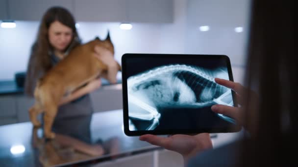 女兽医用X光片检查动物骨骼 兽医专家在工作中使用数字平板电脑 医生和护士评估狗的健康状况 兽医在兽医诊所治疗法国斗牛犬 — 图库视频影像