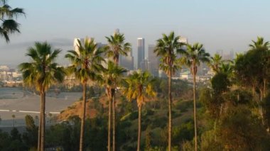 Yeşil palmiye ağaçları USA CA, yeşil parkın havadan görünüşü manzaralı Los Angeles şehir merkezi manzaralı altın gündoğumu. Arka planda yüksek binaları olan güzel yeşil şehir parkının sinematik görüntüleri