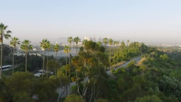 Palmy Złotym Świetle Wschodu Słońca Wzgórzach Hollywood Malowniczym Widokiem Centrum — Wideo stockowe