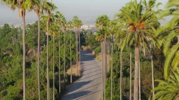 City Hill Deki Yola Dizilmiş Tropikal Yeşil Palmiye Ağaçlarının Sinematik — Stok video