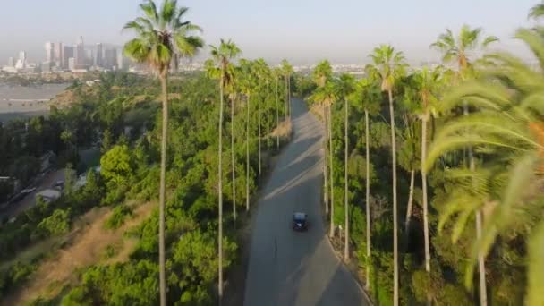 Drone Flies Iconic Los Angeles Tall Green Palm Trees Lined — Stock Video