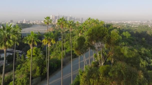 在道路上飞行的无人机 两边都是高大的绿色棕榈树 在好莱坞的山丘上 金黄色的日出光芒映衬着洛杉矶市中心的全景 加州美国航空旅游视频 — 图库视频影像