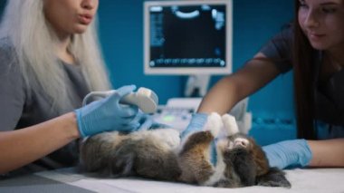 Kapalı veterinerler mavi dolaptaki veteriner masasında tavşanları kontrol ediyorlar. Kadın ultrason tarama tavşanı yapıyor. Profesyonel veteriner kliniğinin ağır çekimde çekilmiş resmi. Tavşan bakımı. sağlıklı hayvan konsepti