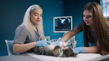 İki kadın veteriner mavi dolaptaki veteriner masasında tavşan kontrol ediyor. Kadın ultrason tarama tavşanı yapıyor. Profesyonel veteriner kliniğinin ağır çekimde çekilmiş resmi. Tavşan bakımı. sağlıklı hayvanlar konsepti 4K