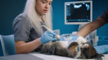 Sağlıklı hayvanlar konsepti 4K. İki kadın veteriner mavi dolaptaki veteriner masasında tavşan kontrol ediyor. Kadın ultrason tarama tavşanı yapıyor. Profesyonel veteriner kliniğinin ağır çekimde çekilmiş resmi. Tavşan bakımı