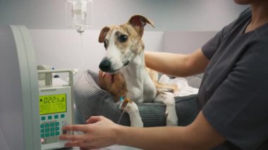 Veteriner muayenesi sırasında Fawn Renkli Kırbaç Köpeği 'ni dinlendirmek, ilaçları tıbbi ilaçlardan almak. Etrafı veteriner ekipmanlarıyla çevrili korkmuş tazı köpeği. Veteriner kadın evcil hayvanla ilgileniyor.