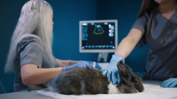 Frau Macht Ultraschalluntersuchung Für Haustier Zeitlupenaufnahme Einer Professionellen Tierklinik Haustierpflege — Stockvideo