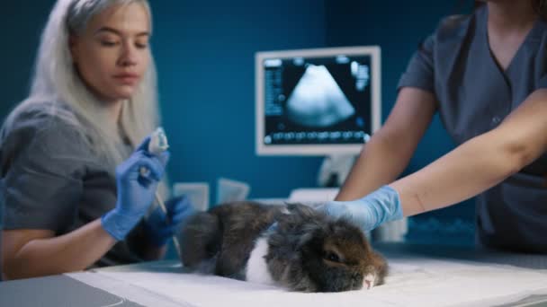 수의사 클리닉의 Dolly 건강한 캐비닛에서 수의사 테이블에 토끼를 수의사 초음파 — 비디오